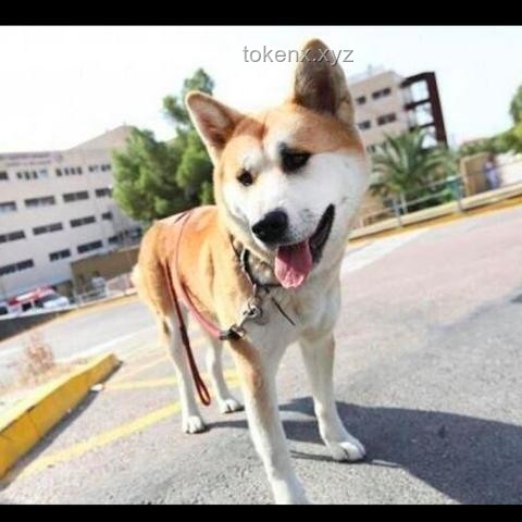 主人去世后狗狗守着老房子十年：忠诚与情感的深度剖析